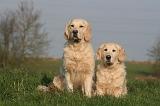 GOLDEN RETRIEVER 985